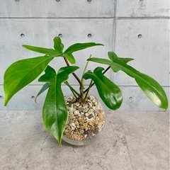 フィロデンドロン2点セット｜ピンク×グリーン｜ガラス鉢仕立ての画像