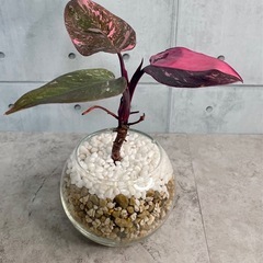 フィロデンドロン2点セット｜ピンク×グリーン｜ガラス鉢仕立ての画像