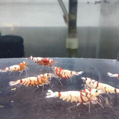 決まりました、受付ストップします◆　　　　　　　　　　　　　　　　　　　　　　　　　　　　　　　　　　　　　　　　　　　　　　　　　　　　　　　　　　　　　　　　　　　　　　　　　　　　　　　　　　　　　　　　　　　　　　　　　　　　　　【現物.】レッドファンシータイガーシュリンプ　◆ おまけ込み14匹セット（ビーシュリンプ系）.選外スタータークラス ①の画像