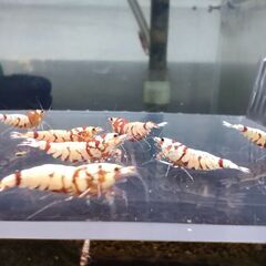 決まりました、受付ストップします◆　　　　　　　　　　　　　　　　　　　　　　　　　　　　　　　　　　　　　　　　　　　　　　　　　　　　　　　　　　　　　　　　　　　　　　　　　　　　　　　　　　　　　　　　　　　　　　　　　　　　　　【現物.】レッドファンシータイガーシュリンプ　◆ おまけ込み14匹セット（ビーシュリンプ系）.選外スタータークラス ①の画像