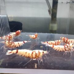 決まりました、受付ストップします◆　　　　　　　　　　　　　　　　　　　　　　　　　　　　　　　　　　　　　　　　　　　　　　　　　　　　　　　　　　　　　　　　　　　　　　　　　　　　　　　　　　　　　　　　　　　　　　　　　　　　　　【現物.】レッドファンシータイガーシュリンプ　◆ おまけ込み14匹セット（ビーシュリンプ系）.選外スタータークラス ①の画像