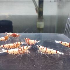 決まりました、受付ストップします◆　　　　　　　　　　　　　　　　　　　　　　　　　　　　　　　　　　　　　　　　　　　　　　　　　　　　　　　　　　　　　　　　　　　　　　　　　　　　　　　　　　　　　　　　　　　　　　　　　　　　　　【現物.】レッドファンシータイガーシュリンプ　◆ おまけ込み14匹セット（ビーシュリンプ系）.選外スタータークラス ①の画像