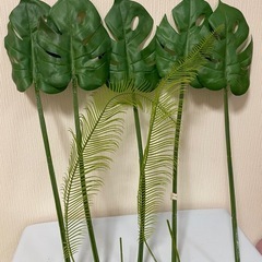 インテリア植物の画像