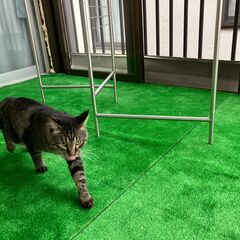猫と暮らすシェアハウス　男女ＯＫ　外国籍ＯＫ　審査（面談）…