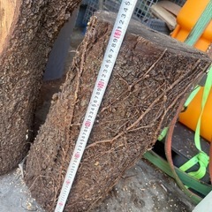 桜の木差し上げます。の画像