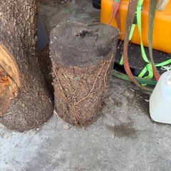 桜の木差し上げます。の画像