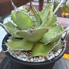 アガベの画像