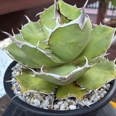 アガベの画像