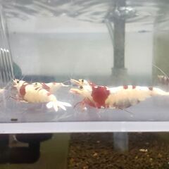 【現物】レッドビーシュリンプ　◎１匹抱卵中◎おまけ込み12匹セットの画像