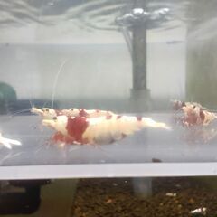 【現物】レッドビーシュリンプ　◎１匹抱卵中◎おまけ込み12匹セットの画像