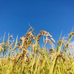 西蒲区産玄米30kg農薬・無化学肥料令和7年産】40年続く自然農法米！健康を願う農家の自信作の画像