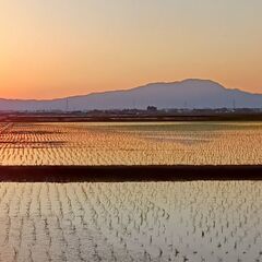 西蒲区産玄米30kg農薬・無化学肥料令和7年産】40年続く自然農法米！健康を願う農家の自信作の画像