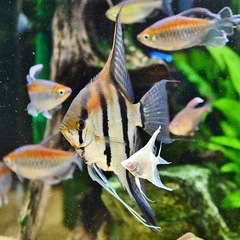 レッドショルダーエンゼル(♂)✖️アルビノダンタムエンゼル(♀) 自家繁殖　幼魚　　大阪市中央区 
の画像