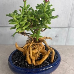 トリコディアデマ・織姫根上り仕立て/デザイン陶器鉢の画像