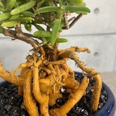 トリコディアデマ・織姫根上り仕立て/デザイン陶器鉢の画像