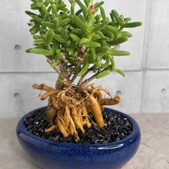 トリコディアデマ・織姫根上り仕立て/デザイン陶器鉢の画像