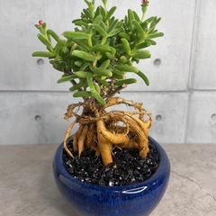 トリコディアデマ・織姫根上り仕立て/デザイン陶器鉢の画像