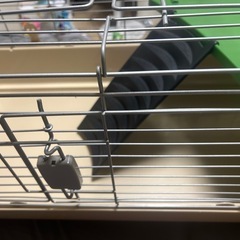 ペット　ケージ　小動物　うさぎ　ハリネズミの画像