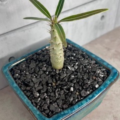 パキポディウム・グラキリス実生/デザイン陶器鉢の画像