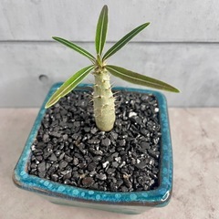 パキポディウム・グラキリス実生/デザイン陶器鉢の画像