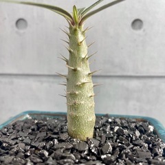 パキポディウム・グラキリス実生/デザイン陶器鉢の画像