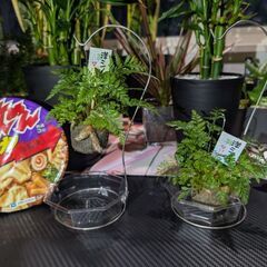 【観葉植物】吊り下げ ダバリアの画像