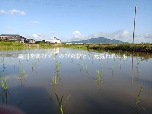  西蒲区産玄米10kg農薬・無化学肥料令和7年産】40年続く自然農法米！健康を願う農家の自信作