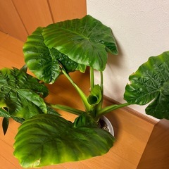 植物の画像
