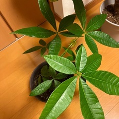 植物の画像
