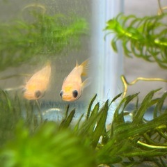 パンダメダカの画像