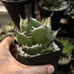 アガベ　ブルドーザーロウルサンコの画像