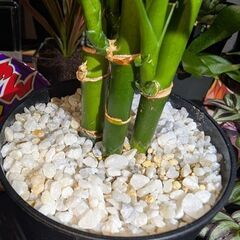 【観葉植物】ミリオンバンブー ①の画像