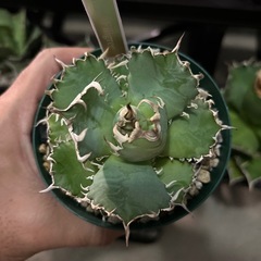 アガベ　フィリグリーの画像