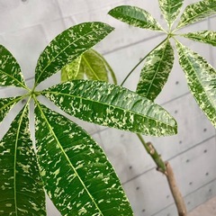 パキラ・ミルキーウェイ/モルタル調陶器鉢の画像