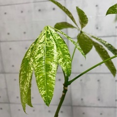 パキラ・ミルキーウェイ/モルタル調陶器鉢の画像