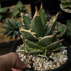 アガベ　ノーネームの画像