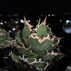 アガベ　シーザーの画像