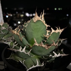 アガベ　シーザーの画像