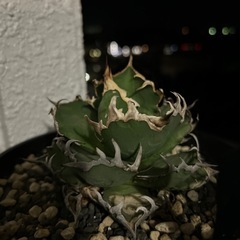 アガベ　シーザーの画像