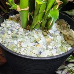 【観葉植物】ミリオンバンブー ②の画像