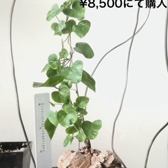 アフリカ亀甲竜（直径12cm）の画像