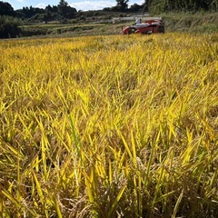 令和7年須賀川産新米コシヒカリ10キロ（白米）の画像
