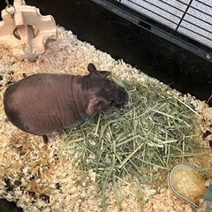 スキニーギニアピッグ