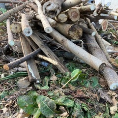 薪用丸太たち　太いもんばかりの画像