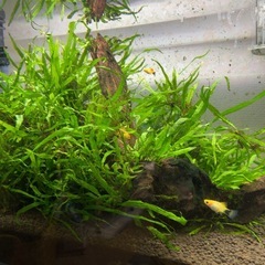 【お話中】ADAホーンウッドとミクロソリウム本ナローとプテロプス少しの画像