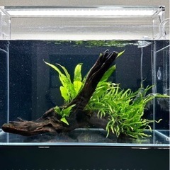 【お話中】ADAホーンウッドとミクロソリウム本ナローとプテロプス少しの画像