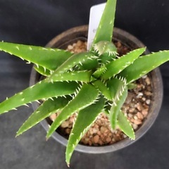 アロエ　ゼブリナ　猛烈増殖ゼブリナ　3号ポット　おまけをたくさんおつけして発送させていただきます！の画像