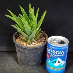 アロエ　ゼブリナ　猛烈増殖ゼブリナ　3号ポット　おまけをたくさんおつけして発送させていただきます！の画像