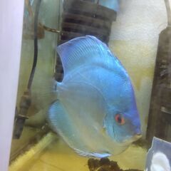 スーパーブルーダイヤ 13cmの画像