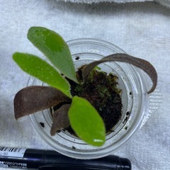 ビカクシダの画像